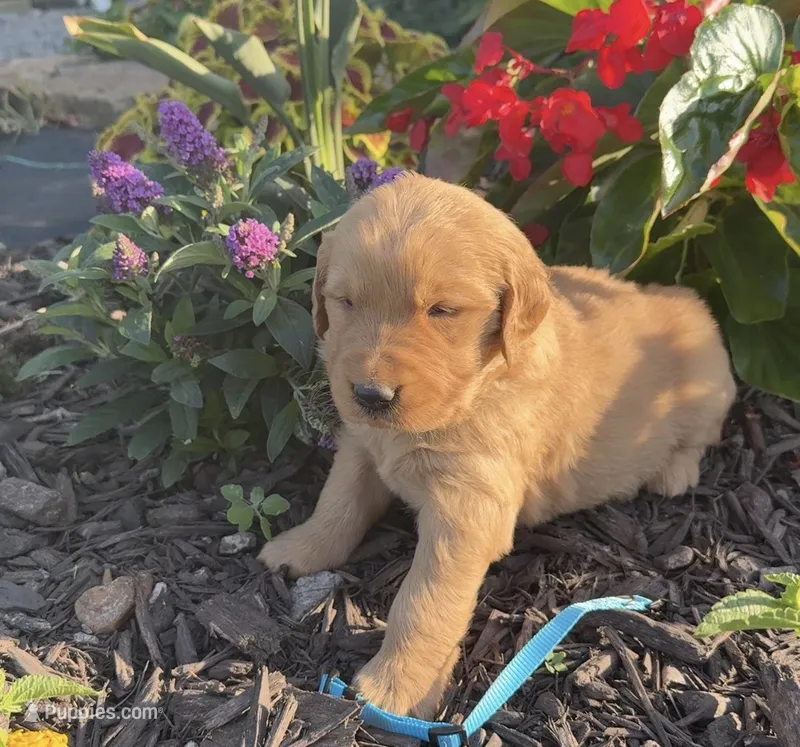 Light blue male – Golden Retriever puppy for sale in Rector, AR