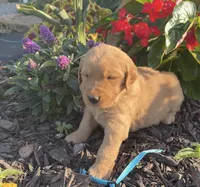 Light blue male, a male Golden Retriever for sale in Rector, AR – 1 of 2