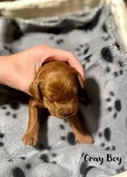 Jasper, a male Miniature Goldendoodle for sale in Vancouver, WA – Photo 2 of 3