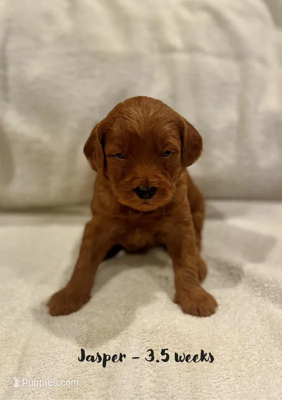 Jasper – Miniature Goldendoodle puppy for sale in Vancouver, WA