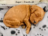 Jasper, a male Miniature Goldendoodle for sale in Vancouver, WA – Photo 3 of 3