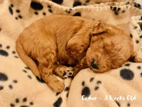 Cedar, a male Miniature Goldendoodle for sale in Vancouver, WA – Photo 2 of 3