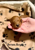 Cedar, a male Miniature Goldendoodle for sale in Vancouver, WA – Photo 3 of 3