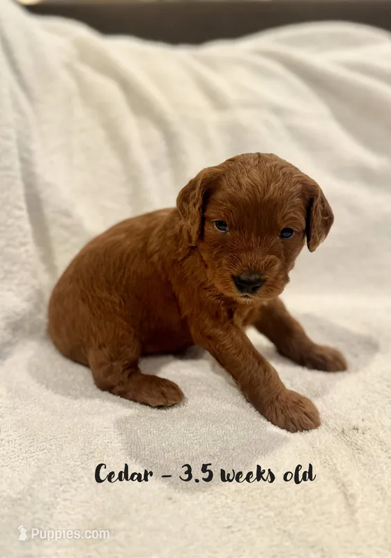 Cedar – Miniature Goldendoodle puppy for sale in Vancouver, WA
