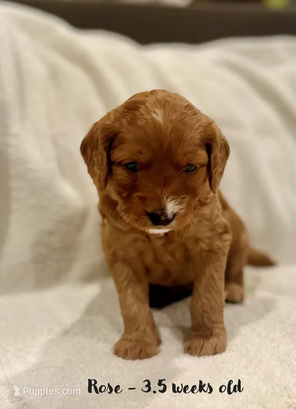 Rose – Miniature Goldendoodle puppy for sale in Vancouver, WA
