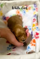 Rose, a female Miniature Goldendoodle for sale in Vancouver, WA – Photo 3 of 3