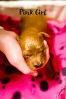 Hazel, a female Miniature Goldendoodle for sale in Vancouver, WA – Photo 3 of 3