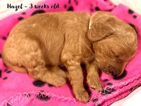 Hazel, a female Miniature Goldendoodle for sale in Vancouver, WA – Photo 2 of 3