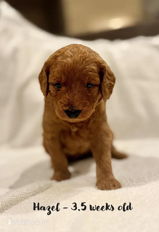 Hazel – Miniature Goldendoodle puppy for sale in Vancouver, WA