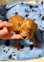 Rocky, a male Miniature Goldendoodle for sale in Vancouver, WA – Photo 2 of 3