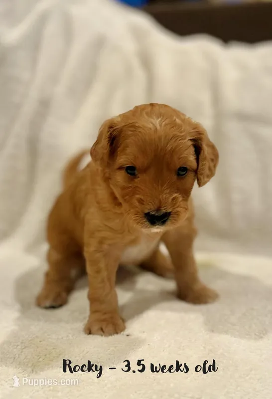 Rocky – Miniature Goldendoodle puppy for sale in Vancouver, WA