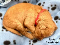 Rocky, a male Miniature Goldendoodle for sale in Vancouver, WA – Photo 3 of 3