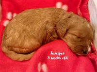 Juniper, a female Miniature Goldendoodle for sale in Vancouver, WA – Photo 2 of 3
