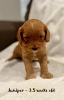 Juniper, a female Miniature Goldendoodle for sale in Vancouver, WA – Photo 1 of 3