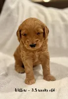 Willow, a male Miniature Goldendoodle for sale in Vancouver, WA – Photo 1 of 3