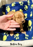 Willow, a male Miniature Goldendoodle for sale in Vancouver, WA – Photo 3 of 3