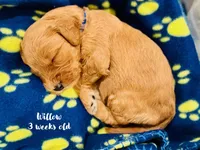 Willow, a male Miniature Goldendoodle for sale in Vancouver, WA – Photo 2 of 3