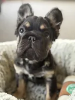 Bronco, a male French Bulldog for sale in Gainesville, FL – 5 of 6