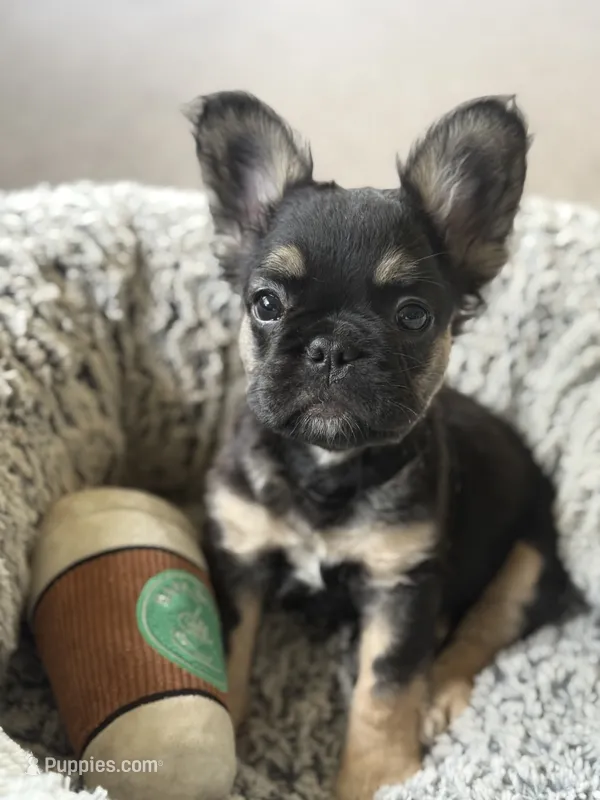 Lucky – French Bulldog puppy for sale in Gainesville, FL