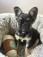 Lucky, a male French Bulldog for sale in Gainesville, FL – 1 of 5