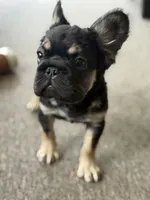 Bronco, a male French Bulldog for sale in Gainesville, FL – 2 of 6