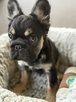 Bronco, a male French Bulldog for sale in Gainesville, FL – 4 of 6