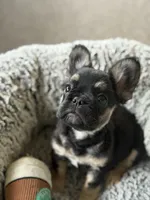 Lucky, a male French Bulldog for sale in Gainesville, FL – 5 of 5