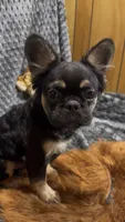 Lucky, a male French Bulldog for sale in Gainesville, FL – 3 of 5