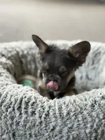 Nala , a female French Bulldog for sale in Gainesville, FL – 4 of 6