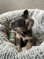 Nala , a female French Bulldog for sale in Gainesville, FL – 5 of 6