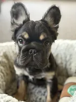 Bronco, a male French Bulldog for sale in Gainesville, FL – 1 of 6