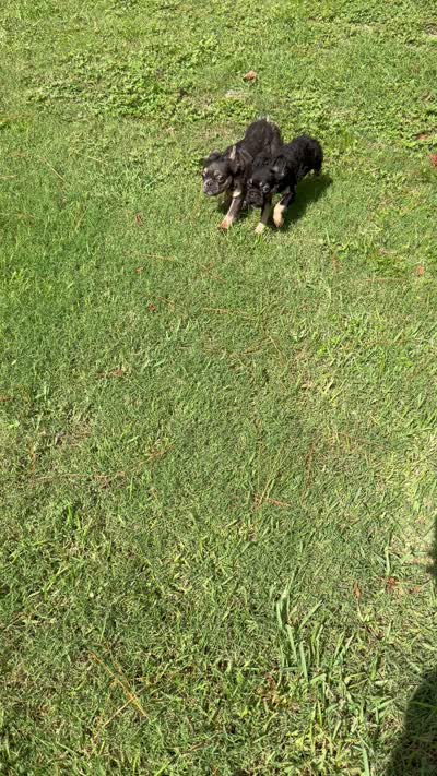 Nala , a female French Bulldog for sale in Gainesville, FL – 6 of 6