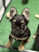 Lucky, a male French Bulldog for sale in Gainesville, FL – 2 of 5