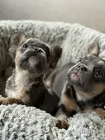 Nala , a female French Bulldog for sale in Gainesville, FL – 3 of 6