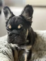 Bronco, a male French Bulldog for sale in Gainesville, FL – 3 of 6