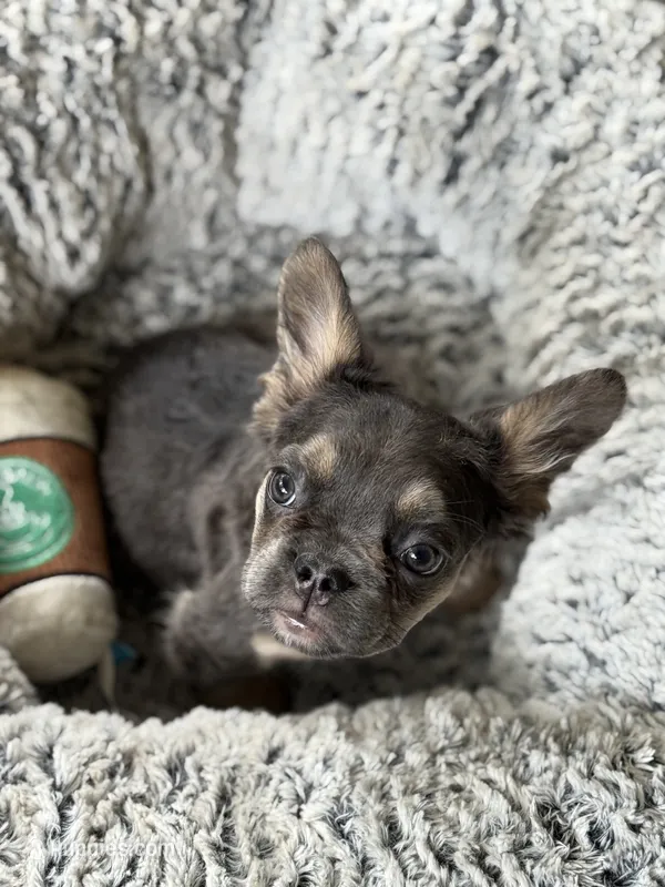 Nala  – French Bulldog puppy for sale in Gainesville, FL