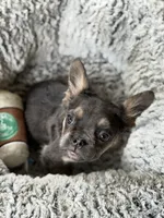 Nala , a female French Bulldog for sale in Gainesville, FL – 1 of 6