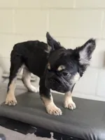 Bronco, a male French Bulldog for sale in Gainesville, FL – 6 of 6