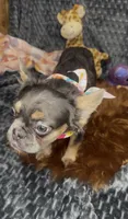 Nala , a female French Bulldog for sale in Gainesville, FL – 2 of 6