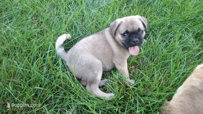 Molly – Jack Russell Terrier, Pug puppy for sale in Manheim, PA