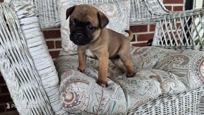 Misty – Jack Russell Terrier, Pug puppy for sale in Manheim, PA