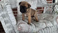 Misty, a female Jack Russell Terrier and Pug for sale in Manheim, PA – 1 of 1
