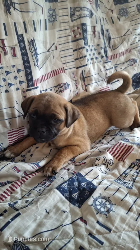Misty – Jack Russell Terrier, Pug puppy for sale in Manheim, PA