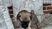 Mocha, a female Jack Russell Terrier and Pug for sale in Manheim, PA – 3 of 3
