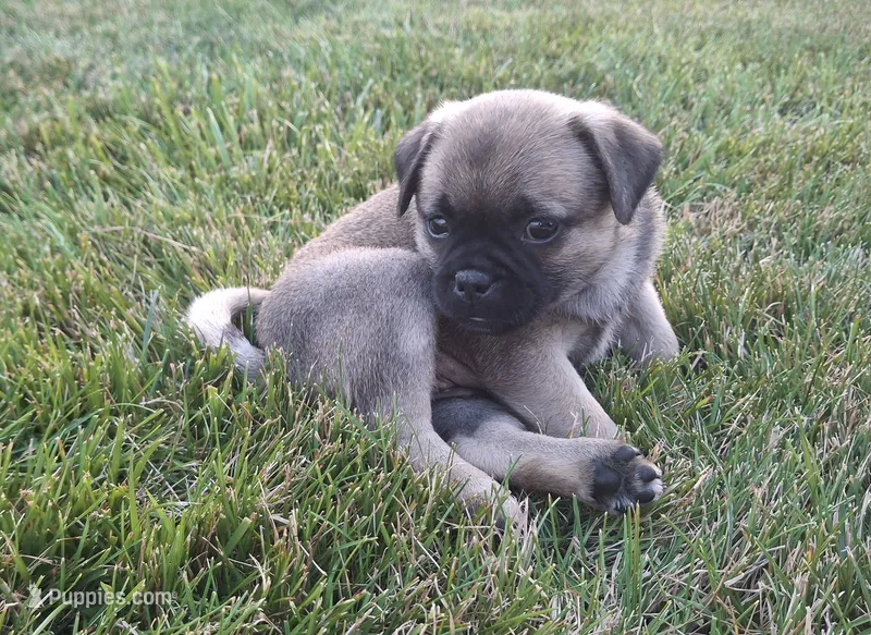 Mocha – Jack Russell Terrier, Pug puppy for sale in Manheim, PA