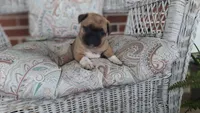 MayBelle , a female Jack Russell Terrier and Pug for sale in Manheim, PA – 1 of 1