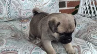 Mocha, a female Jack Russell Terrier and Pug for sale in Manheim, PA – 2 of 3