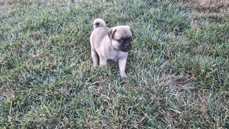 Molly – Jack Russell Terrier, Pug puppy for sale in Manheim, PA