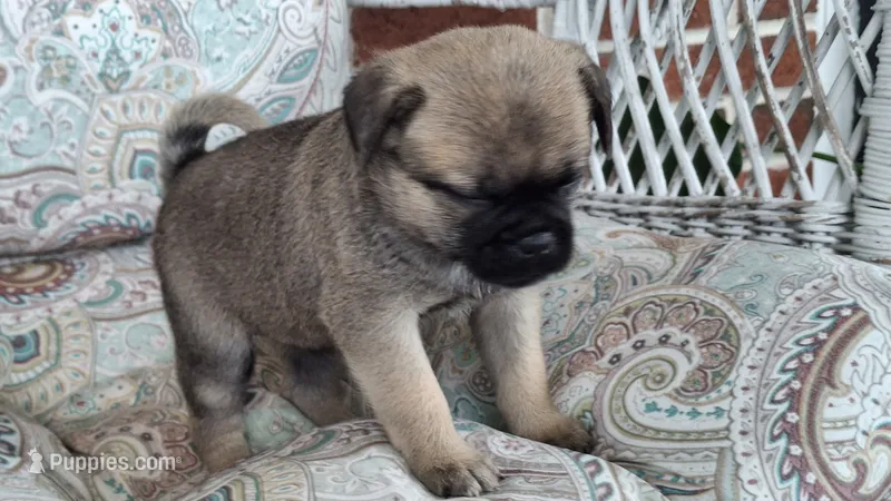 Mocha, a female Jack Russell Terrier and Pug for sale in Manheim, PA – 1 of 3
