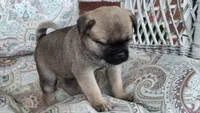 Mocha, a female Jack Russell Terrier and Pug for sale in Manheim, PA – 1 of 3